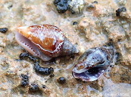 Pisania_striata-fran57