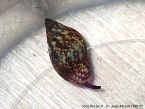 Pisania_striata-jmti74213