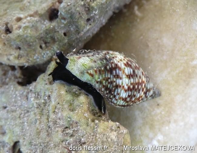 pisania_striata-mima-img_08