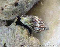 pisania_striata-mima-img_08
