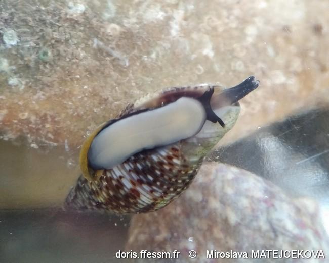 pisania_striata-mima-img_09