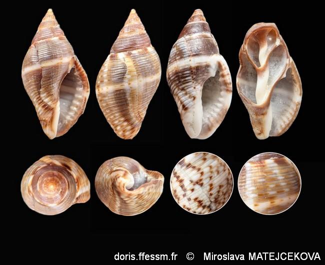 pisania_striata-mima-img_10