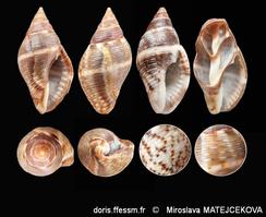 pisania_striata-mima-img_10