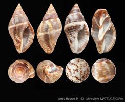 pisania_striata-mima-img_10