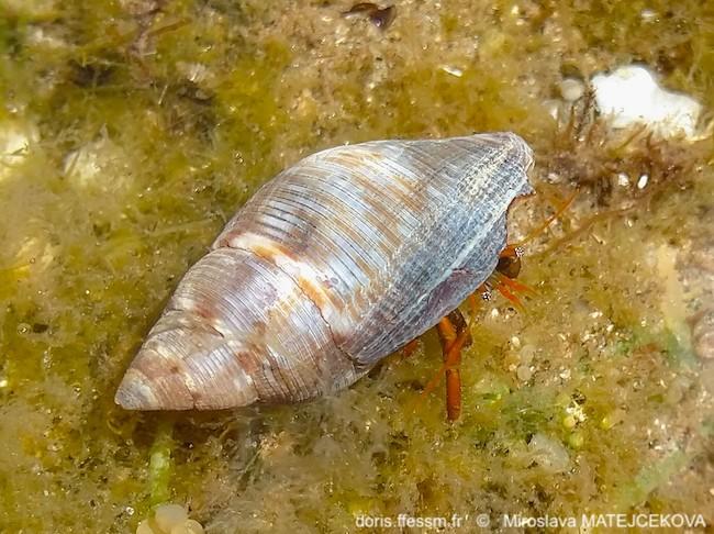 Pisania_striata-mima87714