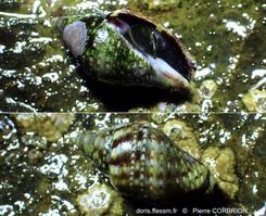 Pisania_striata-pico239778994