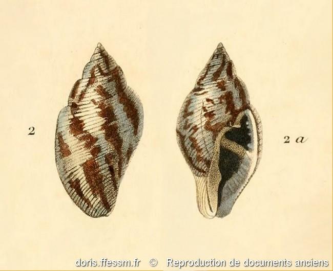 pisania_striata-rda-img_11