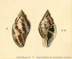 pisania_striata-rda-img_11