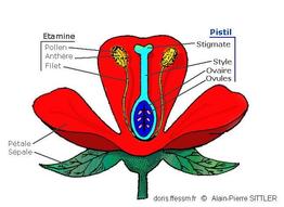 pistil_glossaire-aps01