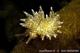 placida_dendritica-am1