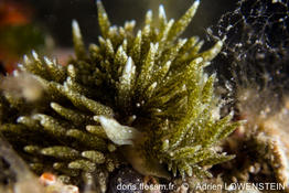 Placida_dendritica_al1