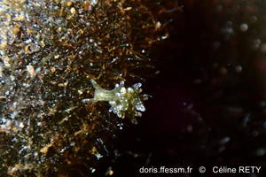Placida_dendritica_cr1