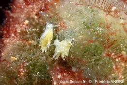 Placida_dendritica_fa1