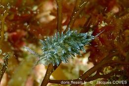 Placida_dendritica_jc1