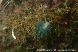 Placida_dendritica_jc2