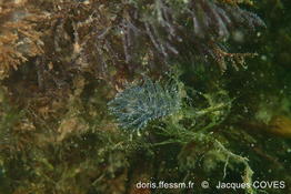 Placida_dendritica_jc3
