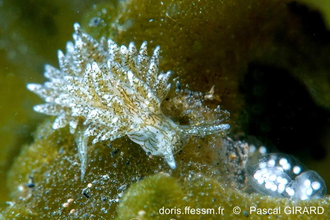 Placida_dendritica_pg5