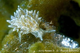 Placida_dendritica_pg5