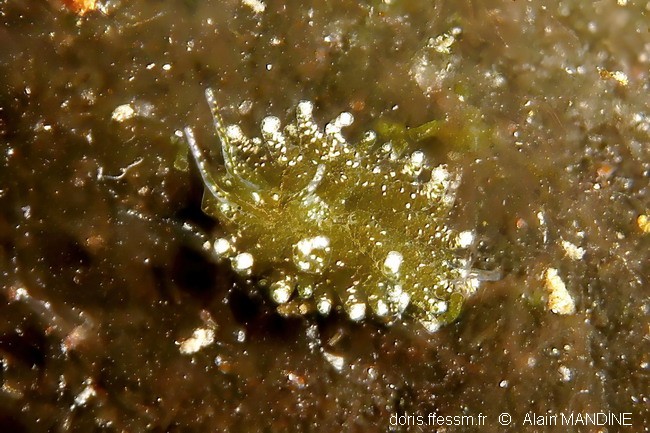 Placida verticellée