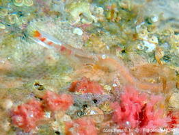 Placostegus_tridentatus-fran240