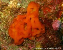 plakina_jamaicensis_apr02