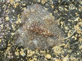 Pericelis_sp1-fa181