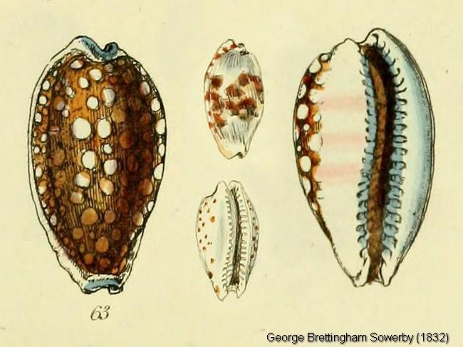 cribrarula-cribraria-1832