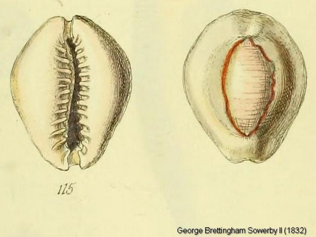 Erosaria-annulus-Sowerby