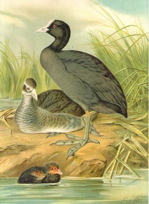 fulica_atra_naumann261