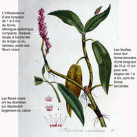 polygonum_amphibium-jk-04-legende