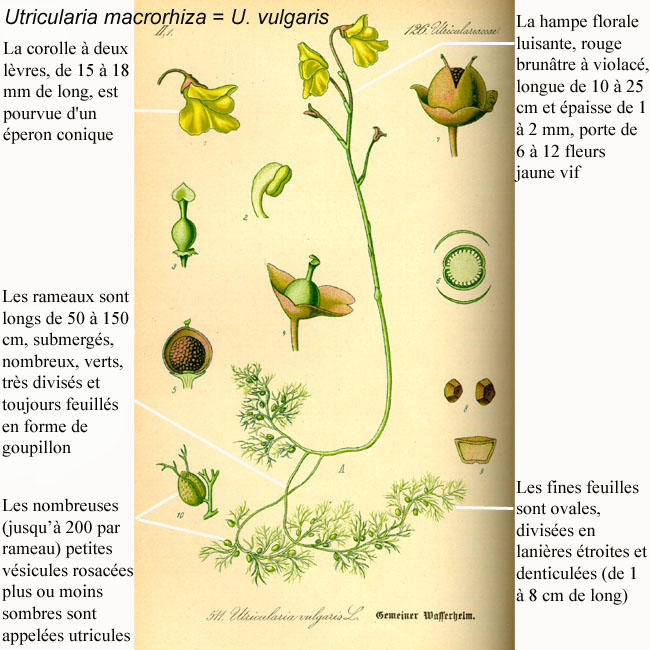 utricularia_vulgaris-legende