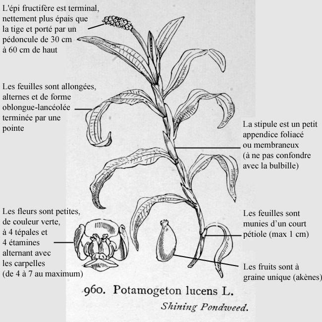 potamogeton_lucens_legende
