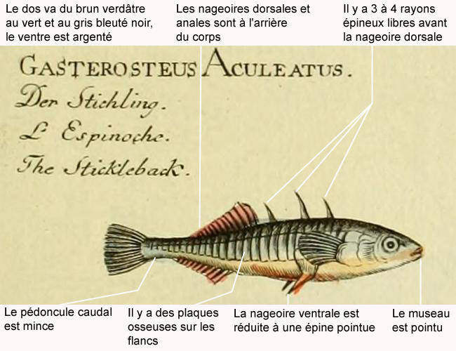 gasterosteus_aculeatus-legende