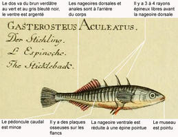gasterosteus_aculeatus-legende