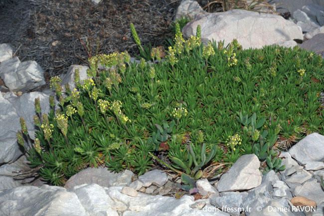 plantago_subulata-dp1
