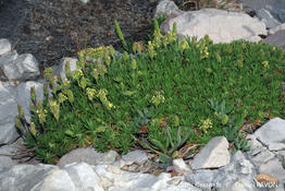 plantago_subulata-dp1