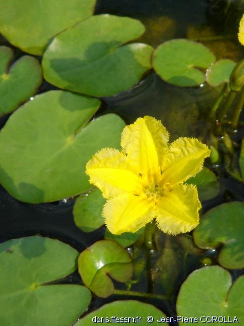 Petit nénuphar
