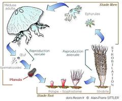 planula_glossaire-aps01