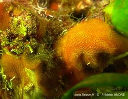 pentapora_ottomulleriana-fa1