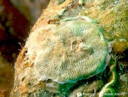 plagioecia_sarniensis-fa65rc