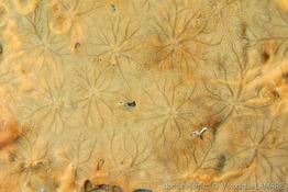 diplastrella_bistellata-vl-02
