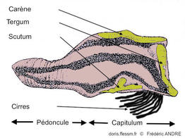conchoderma_virgatum-fads3b