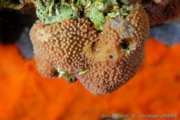 ircinia_variabilis-vl-02