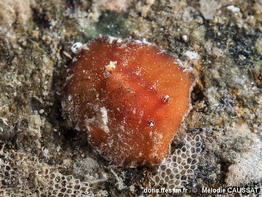 Platydoris_angustipes-meca101