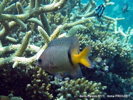 Plectroglyphidodon_dickii-anpr411