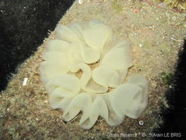 Pleurobranchus_testudinarius-slb666