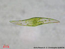 Pleurosigma_angulatum_cq_03