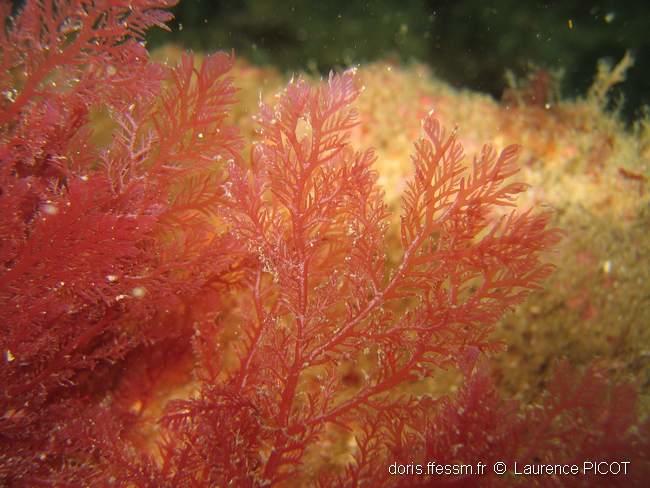 plocamium_cartilagineum-lapi-img_11
