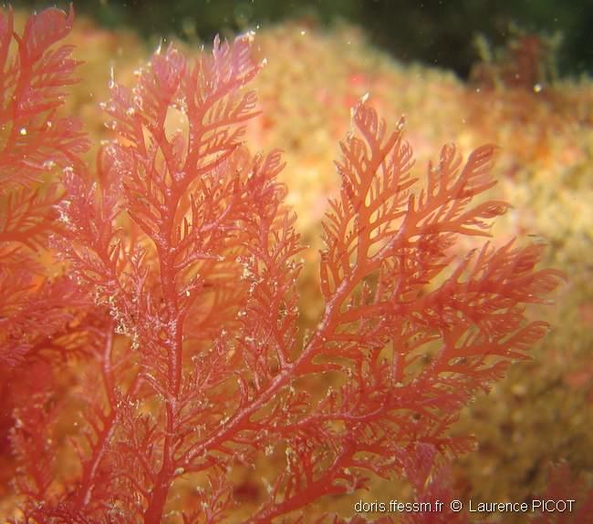 plocamium_cartilagineum-lapi-img_12