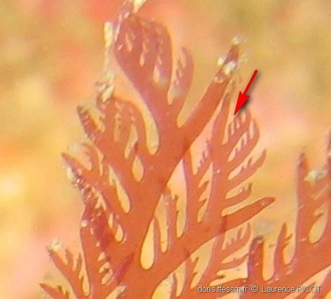 plocamium_cartilagineum-lapi-img_13